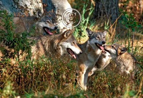 European Wolves DM0320